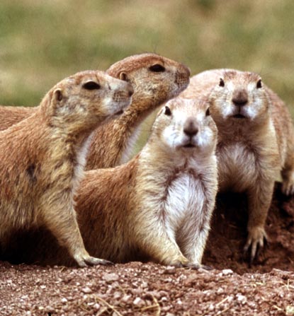 Prairie-Dogs.jpg