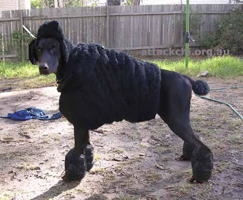 poodle-costume-doberman.jpg