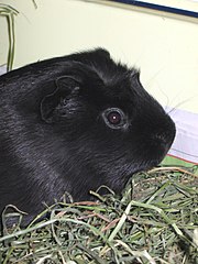 180px-Cavia_porcellus-Licorice.jpg