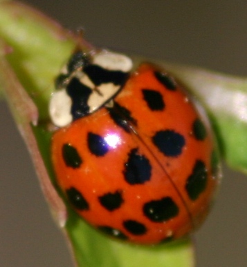 ladybug%20durham%2050305.JPG