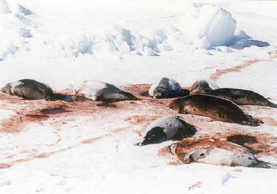 seal-fur-10.jpg