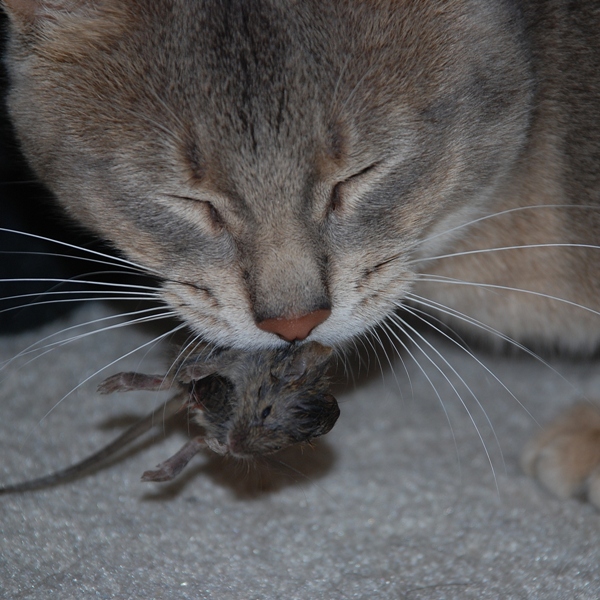 Mouse_kill.jpg