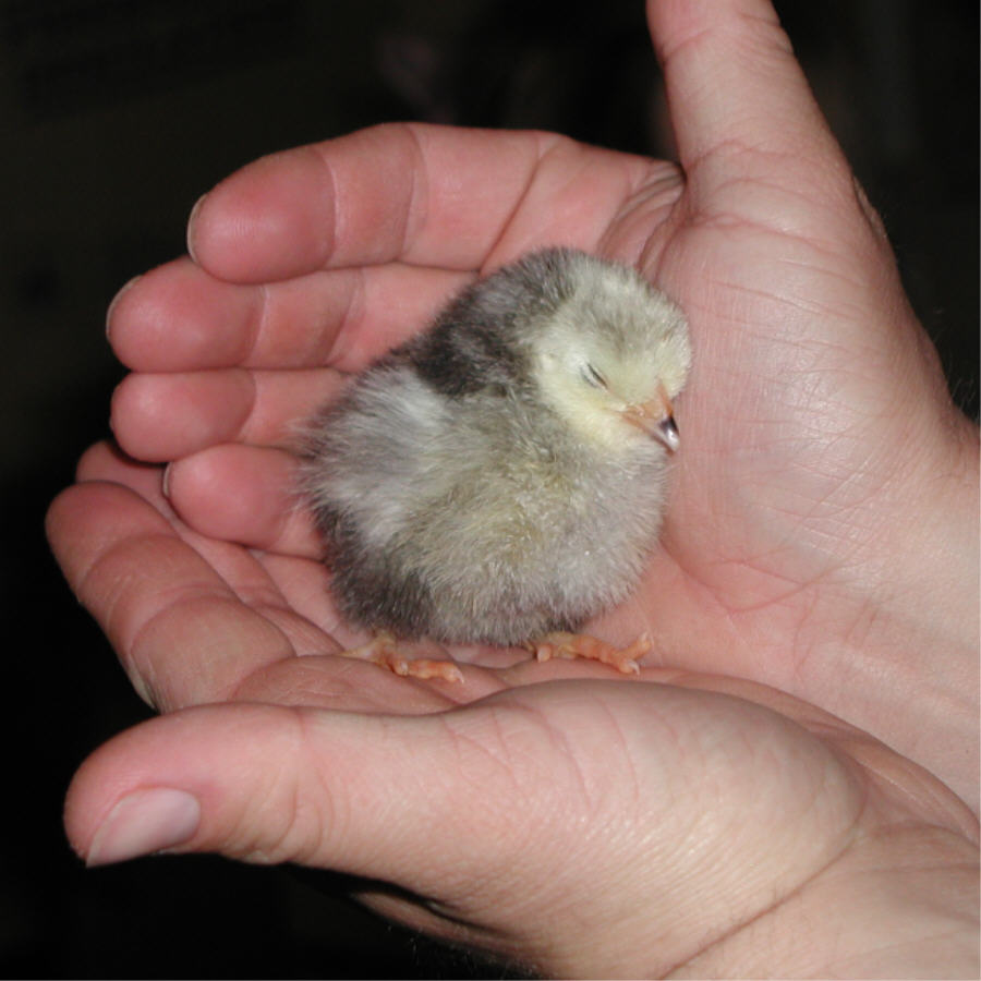 chick1.jpg