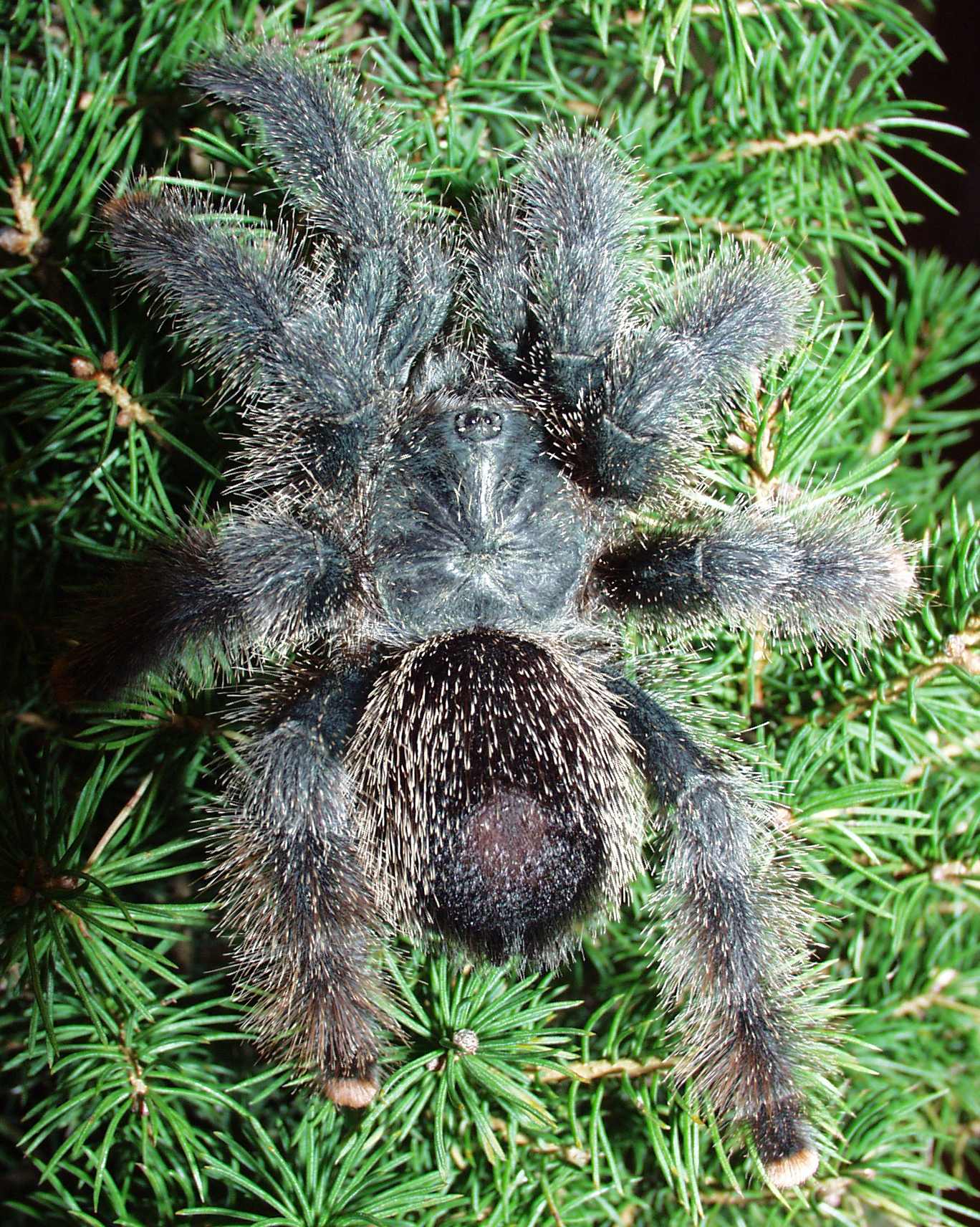 Avicularia_metallica_immature.jpg