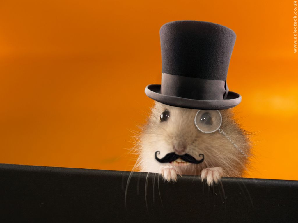 posh-hamster-wallpaper.jpg