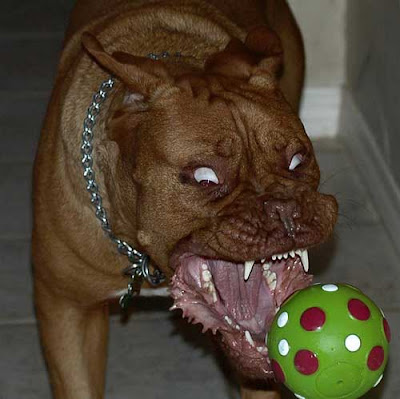 crazy-dog-evil.jpg