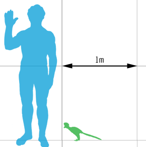 Anchiornis_scale_mmartyniuk.png