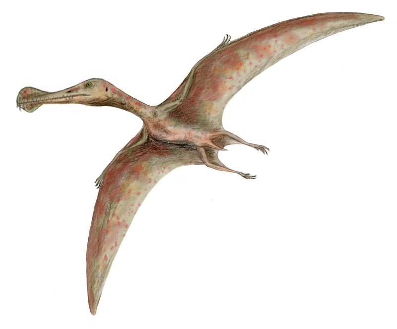 Ornithocheirus_BW.jpg