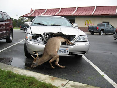 deer+in+the+grill.jpg