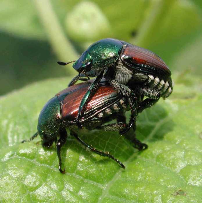 japanese-beetles-mating-matt-cormons.jpg