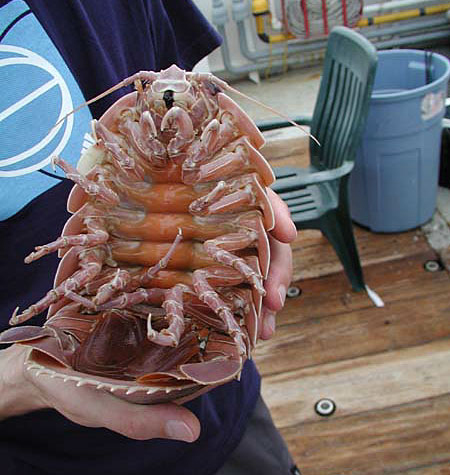 isopod_450.jpg