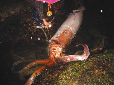 Live_giant_squid_first_image.jpg