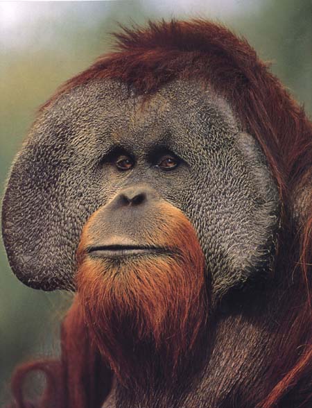 orangutan.jpg