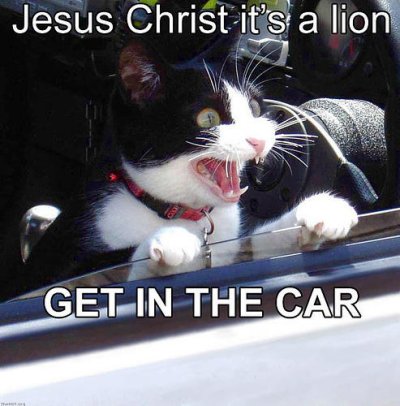 lion_getincar.jpg