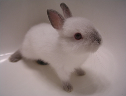 FLUFFY%20BABY%20BUNNY.jpg