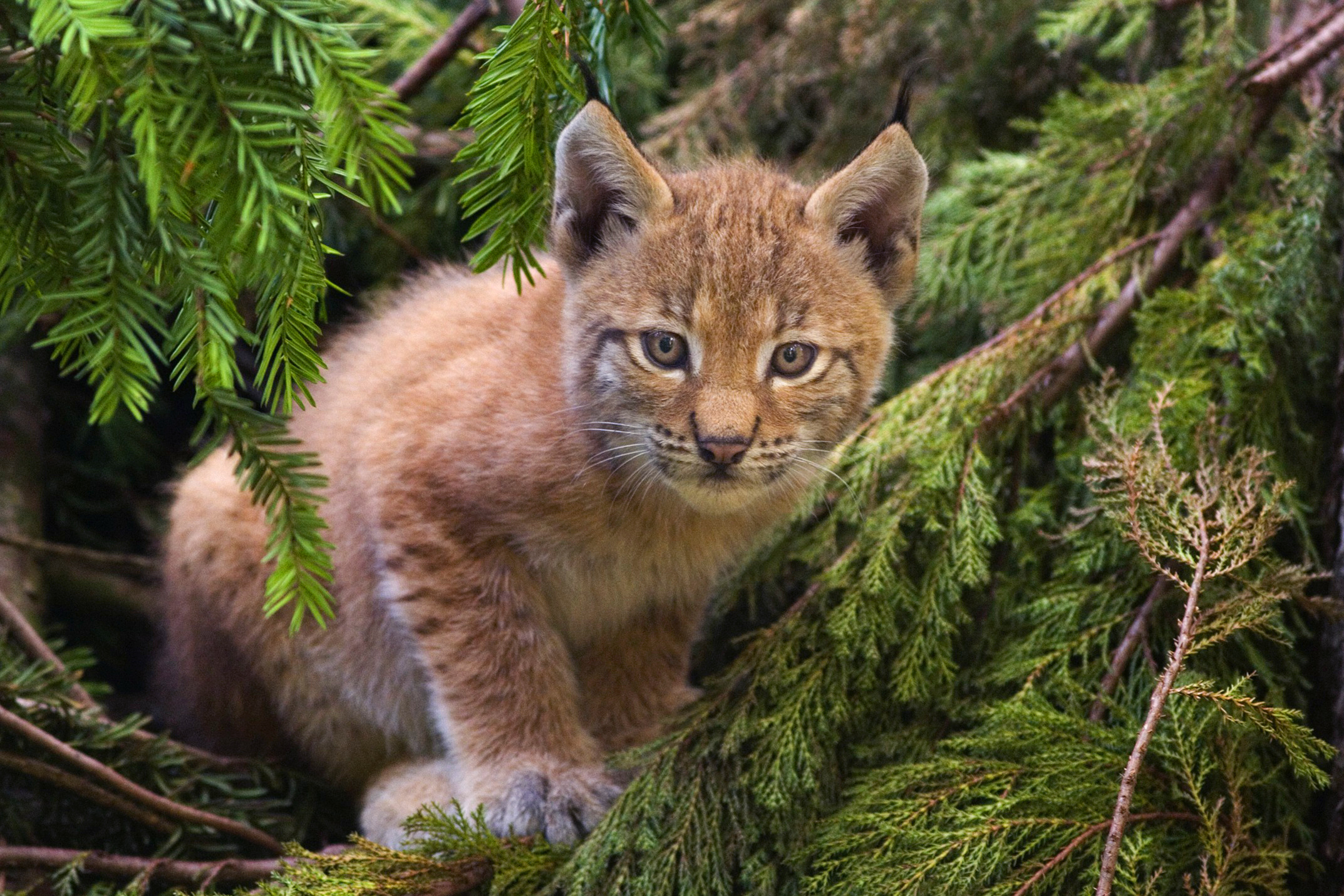 Lynx_kitten.jpg