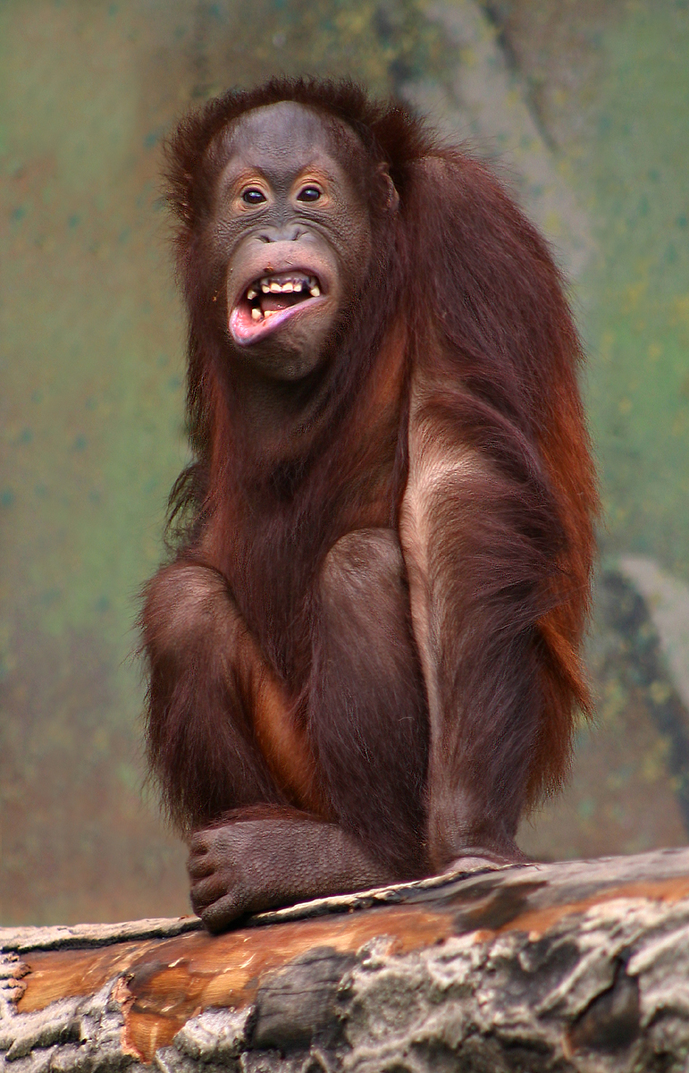 Pongo_pygmaeus_%28orangutang%29.jpg