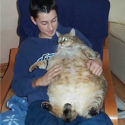 fat-cat.jpg