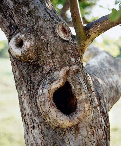 shocked-tree.jpg