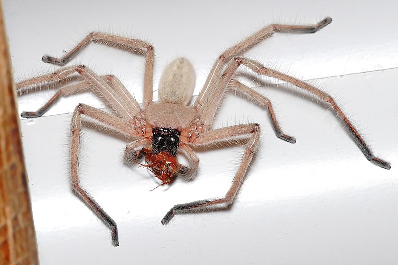 800px-Huntsman_spider_with_meal.jpg