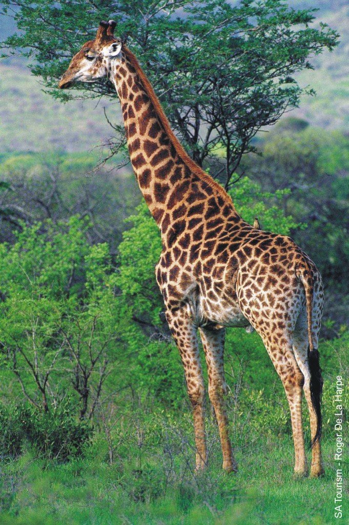 giraffe-01300813b.jpg