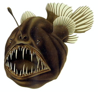 200px-Humpback_anglerfish.png