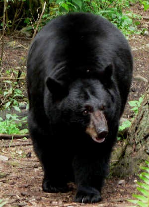 black-bear-large.jpg