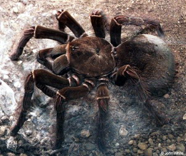 tarantula_bird_eating_1.jpg