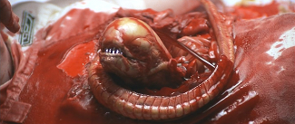 Alien-The_Chestburster.png