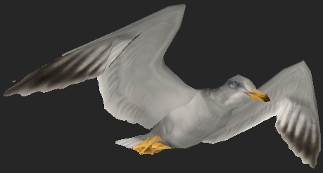 Seagull.jpg