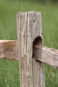 Fence%20Post%20(NC).jpg