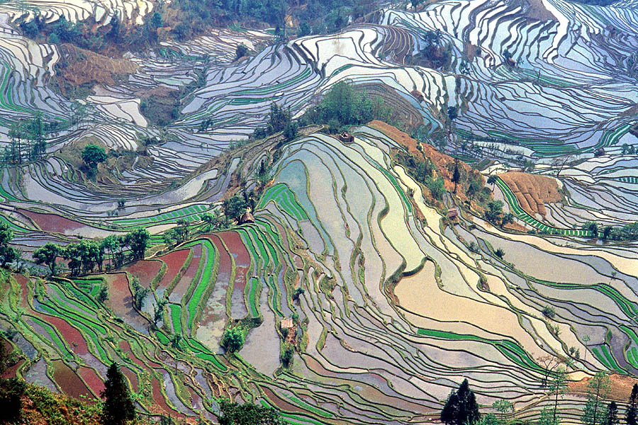 Terrace_field_yunnan_china.jpg