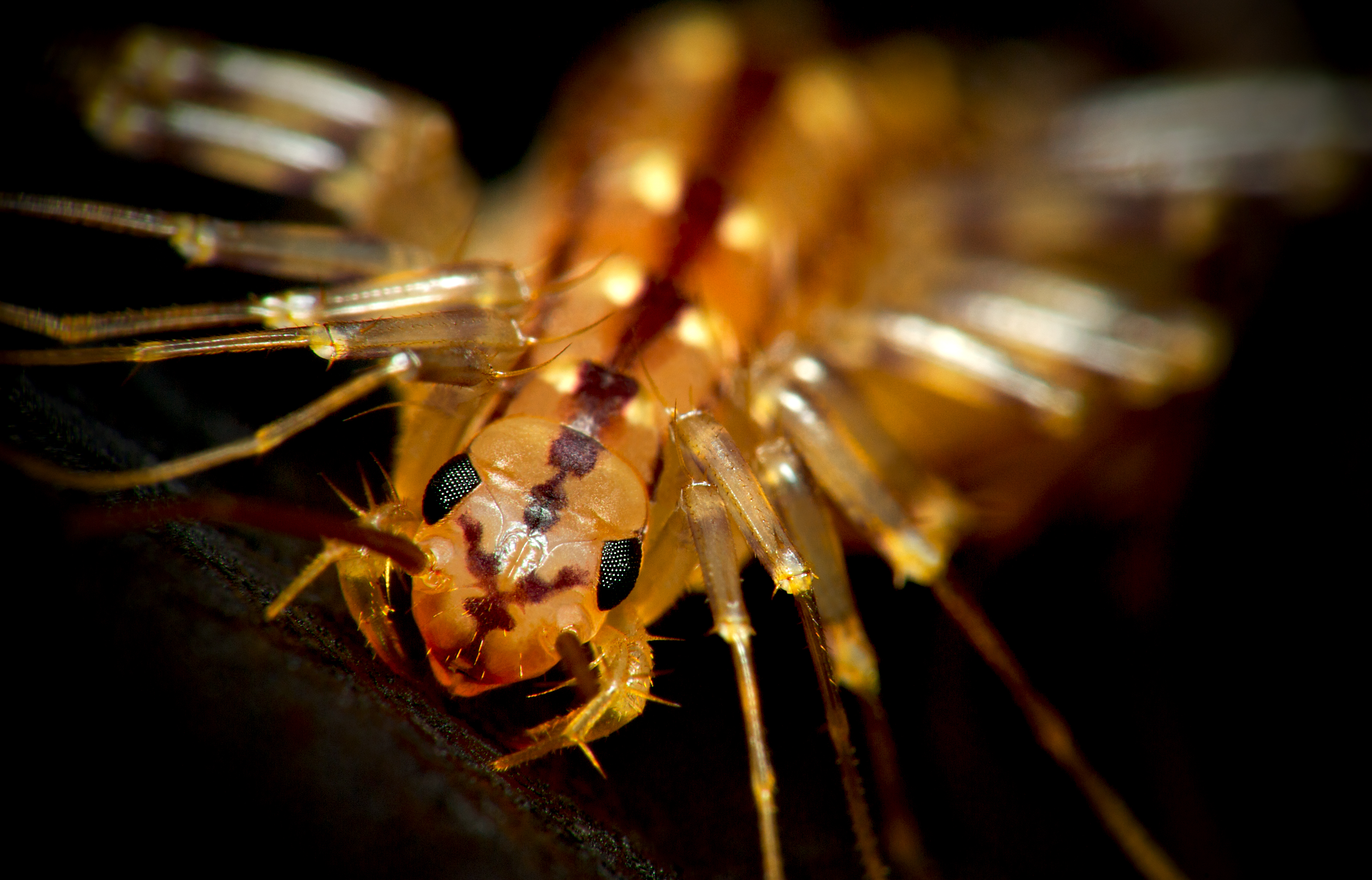 HouseCentipedeCloseup.jpg