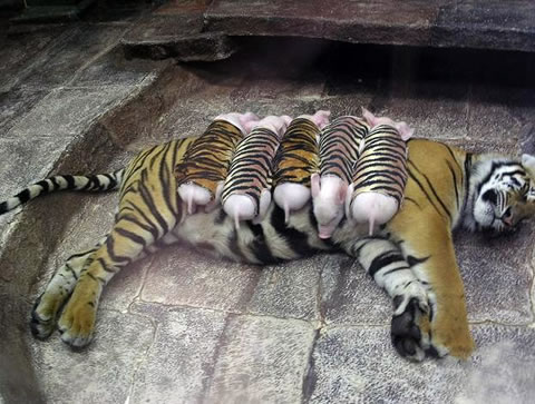 tiger-piglet.jpg