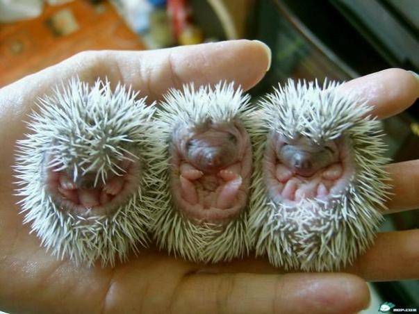 baby_porcupines_full-v2.jpg