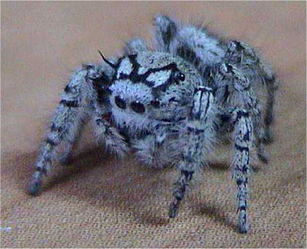 Phidippus_mystaceus.jpg