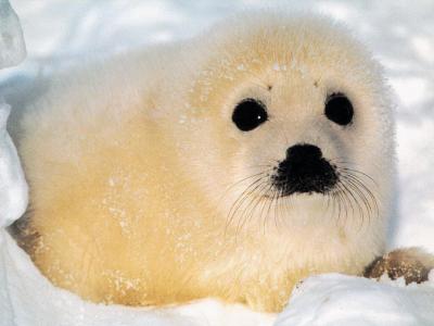 baby_seal_1024.thumbnail.jpg