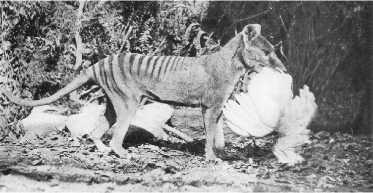 Thylacine-chicken.png