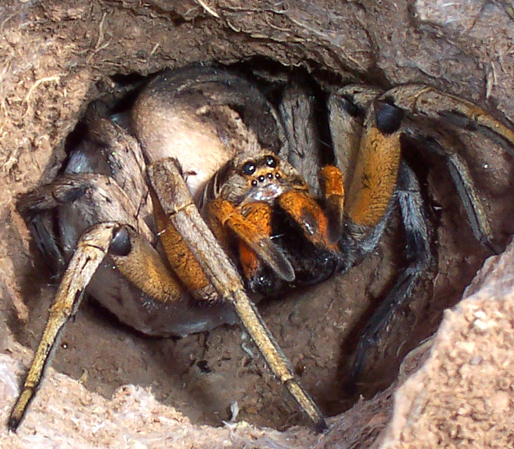 Wolf_spider_attack_position.jpg