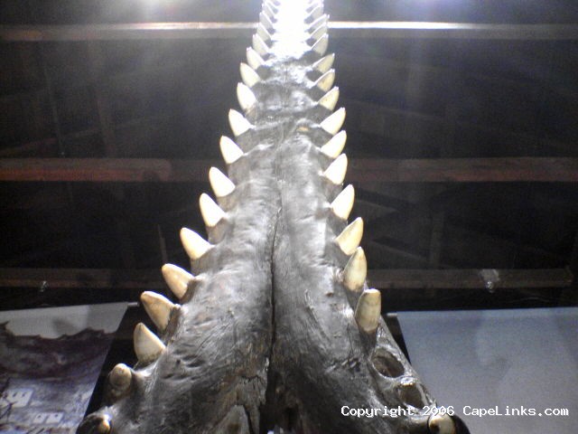 sperm-whale-lower-jaw.jpg