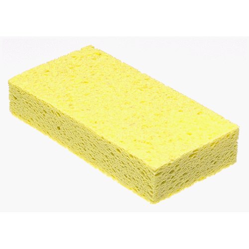 sponge.jpeg