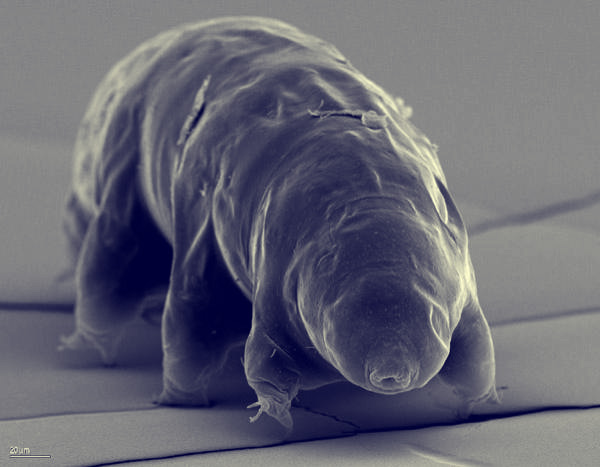 waterbear.jpg