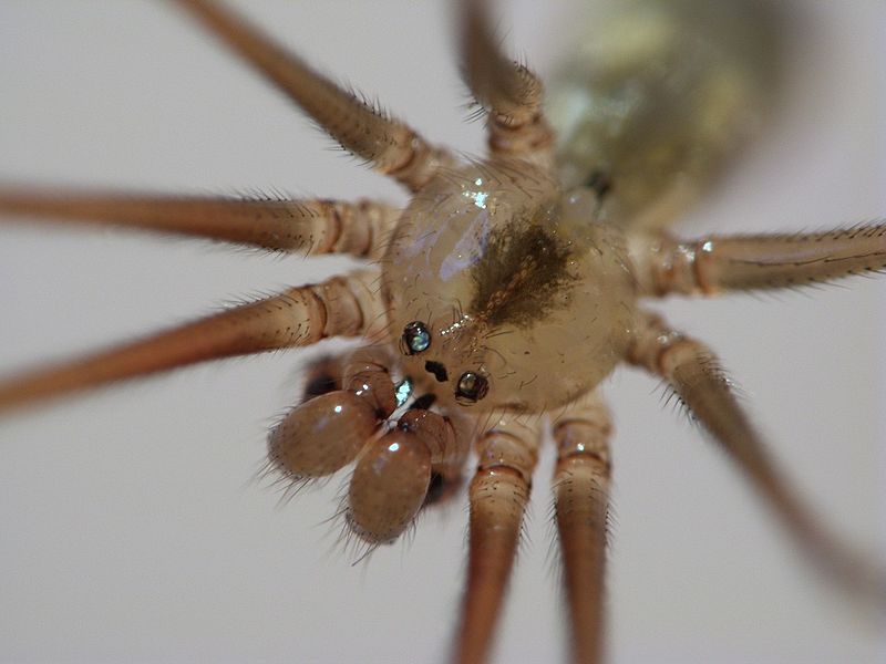 800px-CellarSpider.jpg