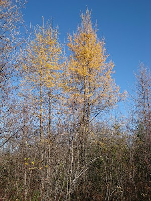 larch.jpg