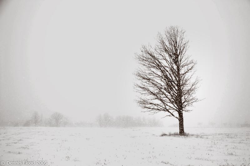 l-weathered-tree-in-blizzard-8013.jpg