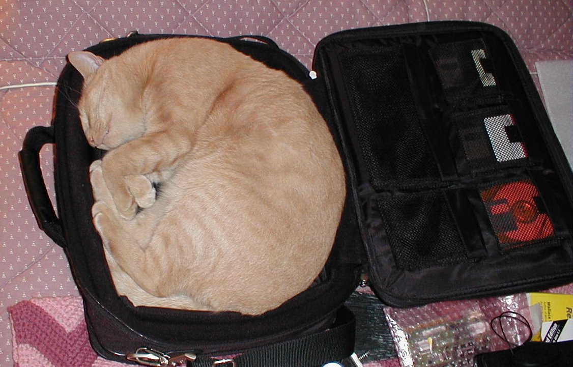 cat_in_case.jpg