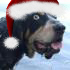 th_78288_dogsantahat_122_1002lo.jpg