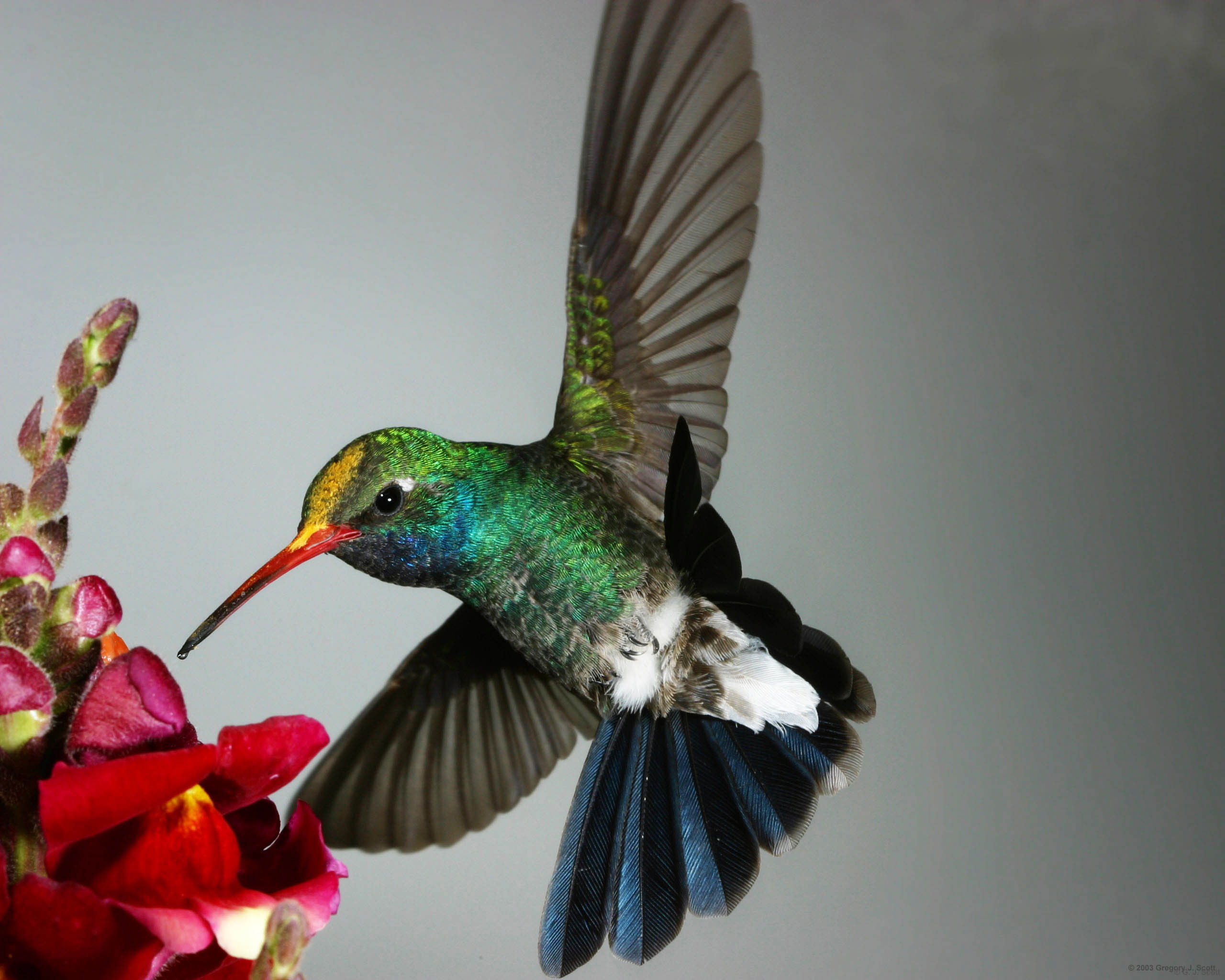 gjs_1876_broadbill_with_pollen_cap_8x10_med.JPG