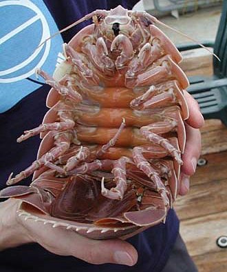 Giant_isopod.jpg