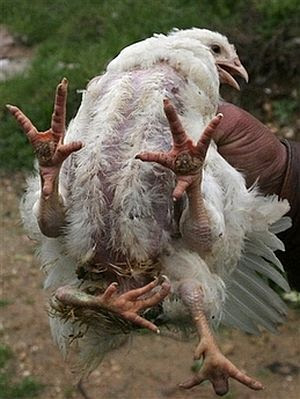 weird-animal-chicken_49.jpg